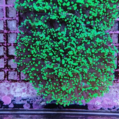 Euphyllia yaeyamensis B594 - Frags