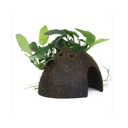 Tropica Anubias barteri Nana on Coconut Shell - Φυτά για Ενυδρεία