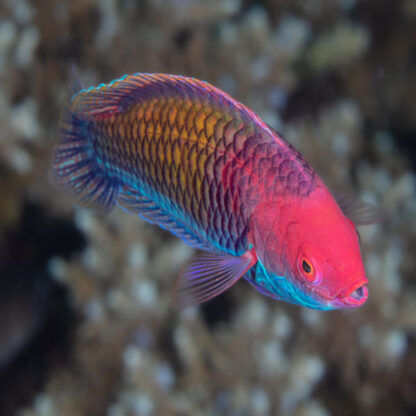 Cirrhilabrus chaliasi – Ruby Head Fairy Wrasse - Ψάρια Θαλασσινού