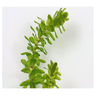 S.I Elodea canadensis (bund) - Φυτά για Ενυδρεία