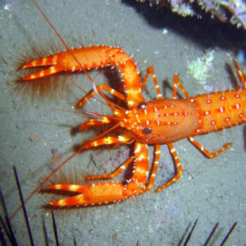 Enoplometopus sp. – Yellow Reef Lobster - Ασπόνδυλα Θαλασσινού