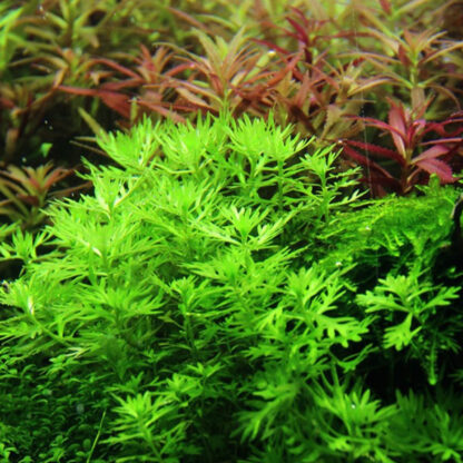 Tropica Hottonia palustris 1-2-Grow! - Φυτά για Ενυδρεία