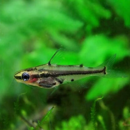 Hyalobagrus ornatus  – Shadow Catfish 3.5-4 cm - Sales