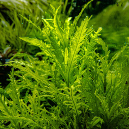 Tropica Hygrophila odora 1-2 Grow! - Φυτά για Ενυδρεία