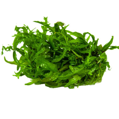 Tropica Hygrophila odora 1-2 Grow! - Φυτά για Ενυδρεία