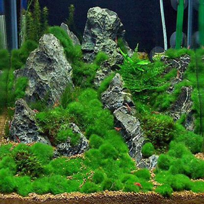 Tropica Aegagropila 5 small Linnaei Moss Ball in blister - Φυτά για Ενυδρεία