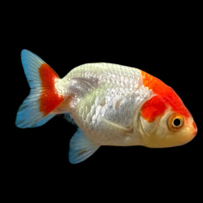 Carassius auratus  – Ranchu Red & White 5-6 cm - Ψάρια Γλυκού