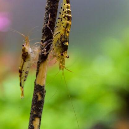 Ceramic Nature Shrimp Lolly Algae/Vegetable (10pcs) - Τροφές για Ασπόνδυλα