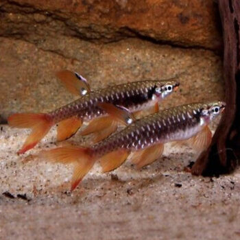 Copella arnoldi – Splash Tetra 2.5cm - Ψάρια Γλυκού