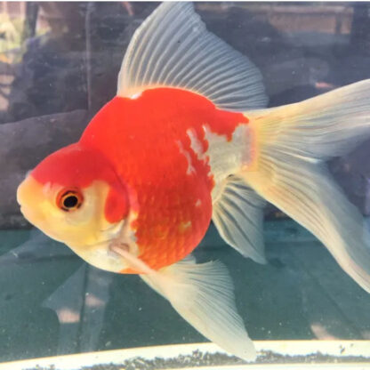 Carassius auratus-Tamasaba Sakura Goldfish 11-13 cm - Ψάρια Γλυκού