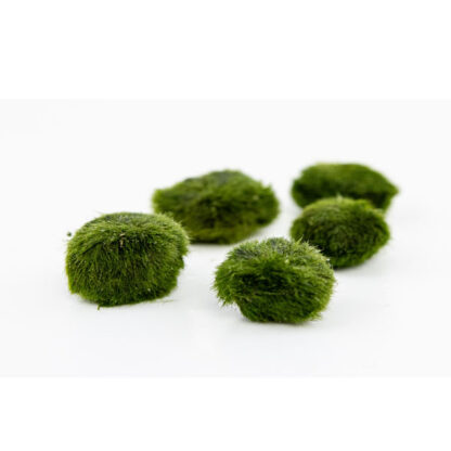 Tropica Aegagropila 5 small Linnaei Moss Ball in blister - Φυτά για Ενυδρεία