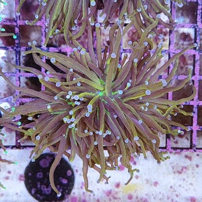 Euphyllia glabrenscens B586 - Frags