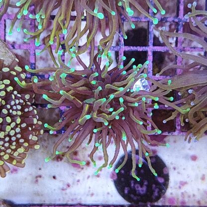 Euphyllia glabrenscens B537 - Frags