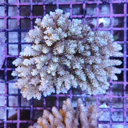 Acropora sp. (46868) - Μητρικές αποικίες