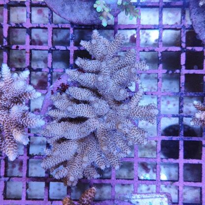 Acropora sp. A79 (47321) - Μητρικές αποικίες