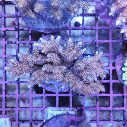 Acropora sp. A81 (47206) - Μητρικές αποικίες