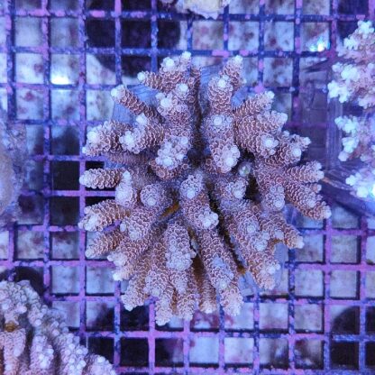 Acropora sp. (46868) - Μητρικές αποικίες