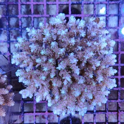 Acropora sp. (46943) - Μητρικές αποικίες