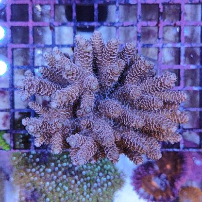 Acropora sp. (46868) - Μητρικές αποικίες