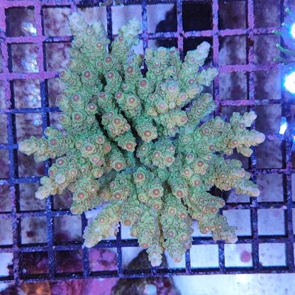 Acropora sp. (46868) - Μητρικές αποικίες