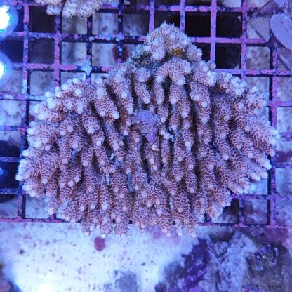 Acropora sp. (46868) - Μητρικές αποικίες