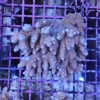 Acropora sp. (46868) - Μητρικές αποικίες