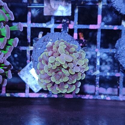 Euphyllia paraancora F50 - Frags