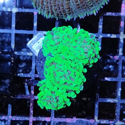 Euphyllia paraancora A550 - Frags