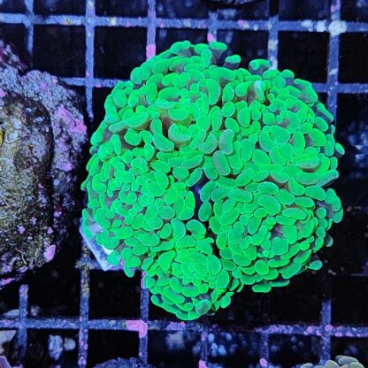 Euphyllia paraancora B587 - Frags