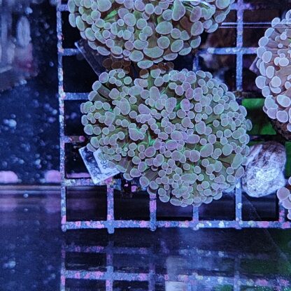 Euphyllia paraancora D98 - Frags