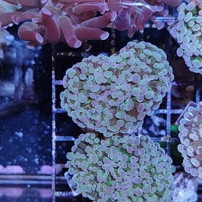 Euphyllia paraancora E64 - Frags