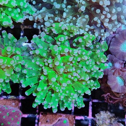 Euphyllia paradivisa G90 - Frags