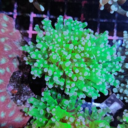 Euphyllia paradivisa G84 - Frags