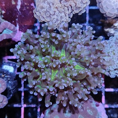 Euphyllia paradivisa A568 - Frags