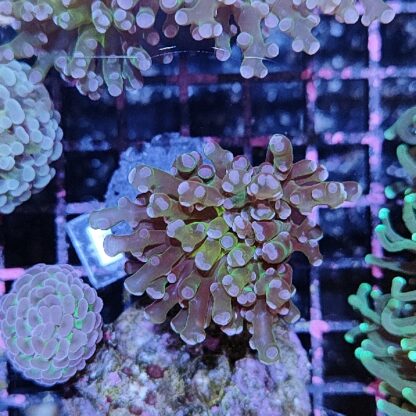 Euphyllia paradivisa F31 - Frags