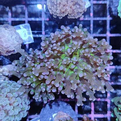 Euphyllia paradivisa G100 - Frags