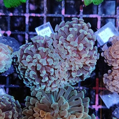 Euphyllia paraancora A575 - Frags