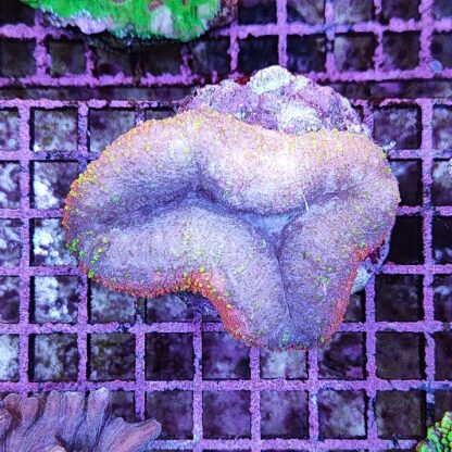 Lobophyllia sp. (46947) - Sales