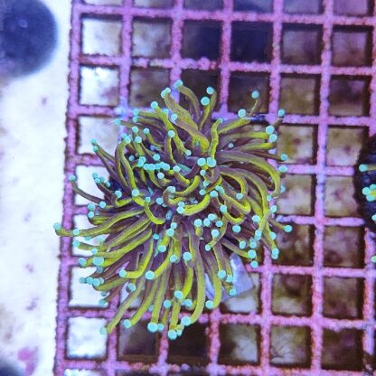 Euphyllia glabrenscens B593 - Frags