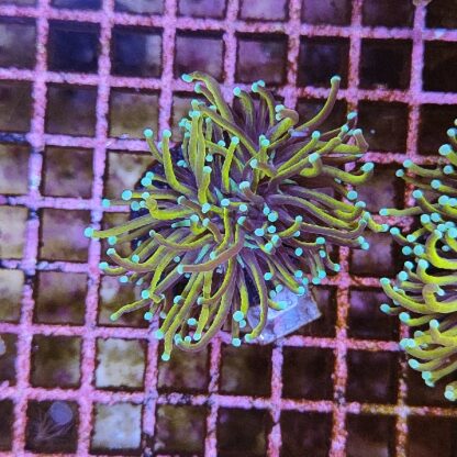 Euphyllia glabrenscens G25 - Frags