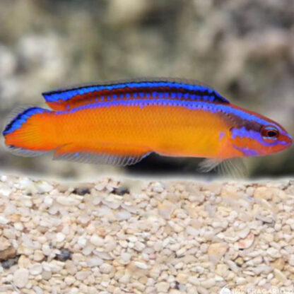 Pseudochromis aldabraensis – Neon Dottyback - Ψάρια Θαλασσινού