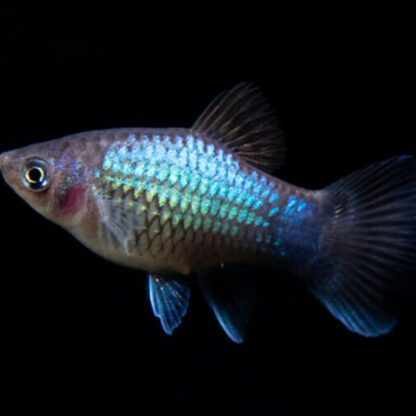 Xiphophorus maculatus – Assorted Neon Platy 2.8-3 cm - Sales