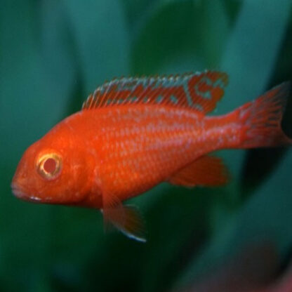 Aulonocara sp. – Peackock Dragon Blood Albino Cichlid 4-6cm - Sales