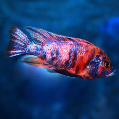 Aulonocara sp. – Peackock Red Bloched Cichlid 4-6cm - Sales