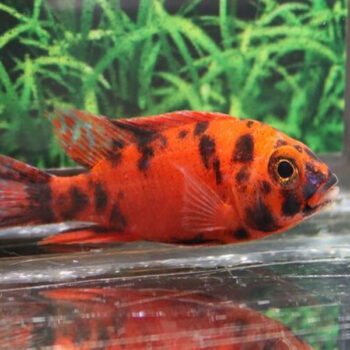 Aulonocara sp. – Peackock Strawberry Pearl Cichlid ... - Sales