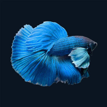 Siamese Fighting Fish -Betta Halfmoon Dumbo 3-4.5cm - Sales