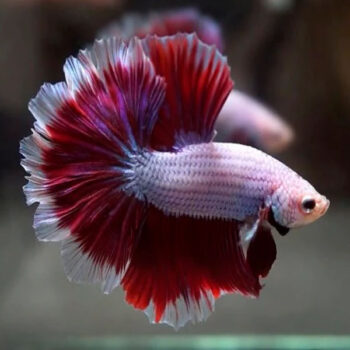 Betta splendens – Siamese Fighting Fish Halfmoon Ro... - Sales