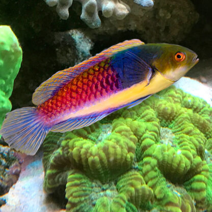 Cirrhilabrus cyanopleura-Bluehead fairy wrasse male - Sales