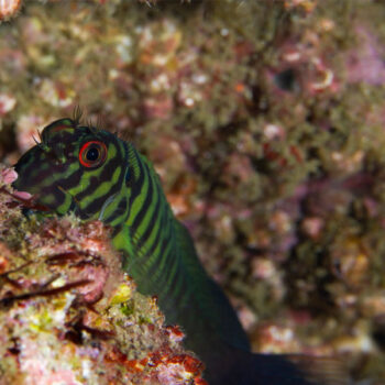 Cirripectes castaneus – Chestnut eyelash-blenny - Ψάρια Θαλασσινού