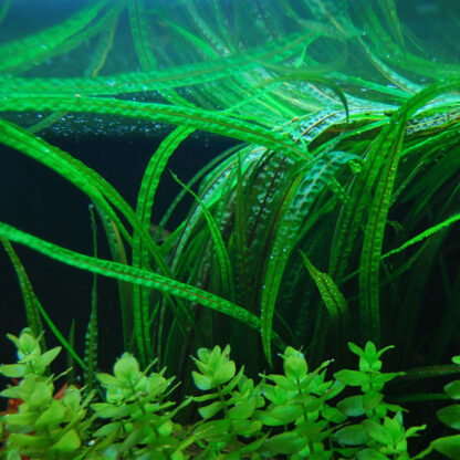 S.I Cryptocoryne crispatula var. balansae in vitro - Φυτά για Ενυδρεία